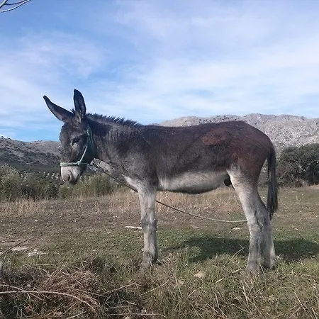 Holiday home Cortijo El Llano *