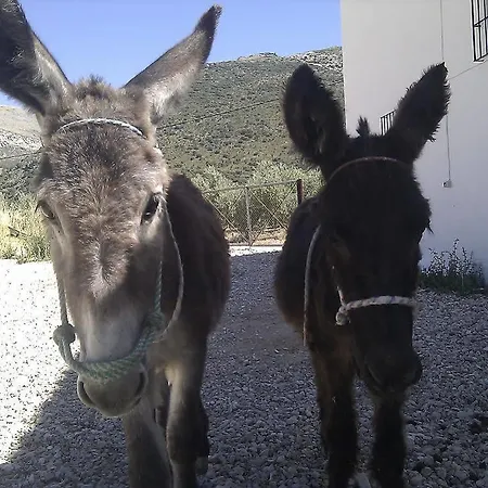 Holiday home Cortijo El Llano Las Lagunillas